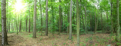 Trees in the forest - panorama