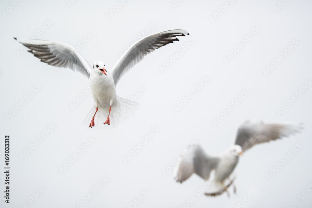 Flying black-headed gulls