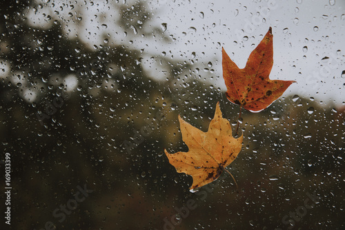 Rainy fall day