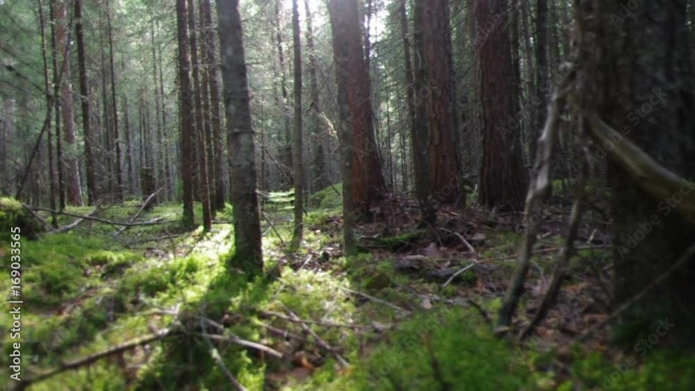 Deep Russian Forest.Morning Sunbeams, taiga Deep Russian Forest.Morning Sunbeams, taiga