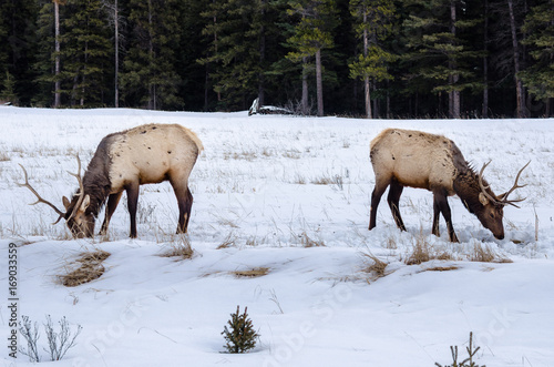 Deer Grazing in a Snowy Field