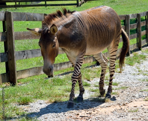 Zonkey half donkey and half zebra at animal reserve