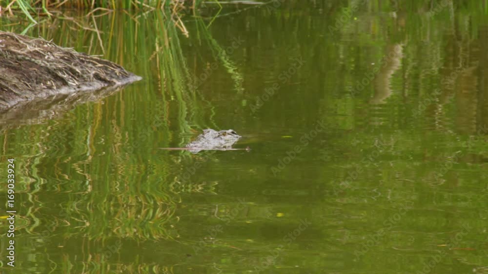 A full shot of a crocodile on a river submerged under water A full shot of a crocodile on a river submerged under water