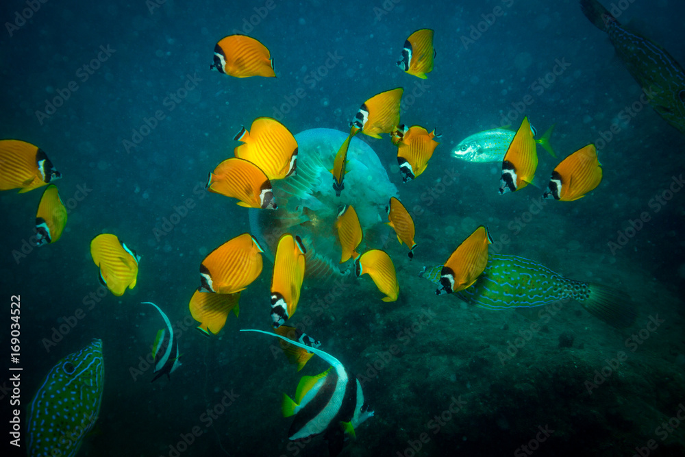 Naklejka premium Jellyfish