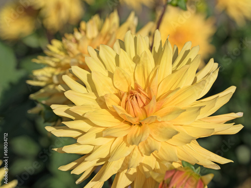 Fototapeta Naklejka Na Ścianę i Meble -  Dahlien, Dahlias