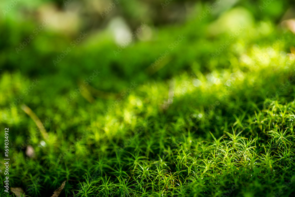 wet moss in summer forest selective focus wet moss in summer forest selective focus