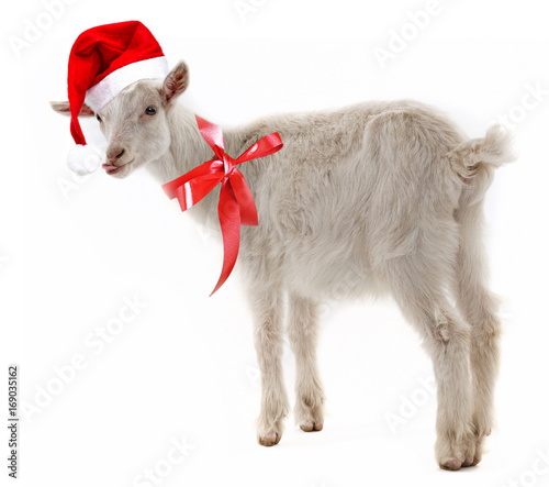 goat with red santa cap isolated on white background