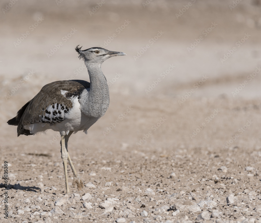 Kori bustard Kori bustard