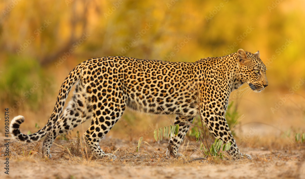 Obraz premium The African leopard (Panthera pardus pardus) young female patrolling in its territory in the last evening light