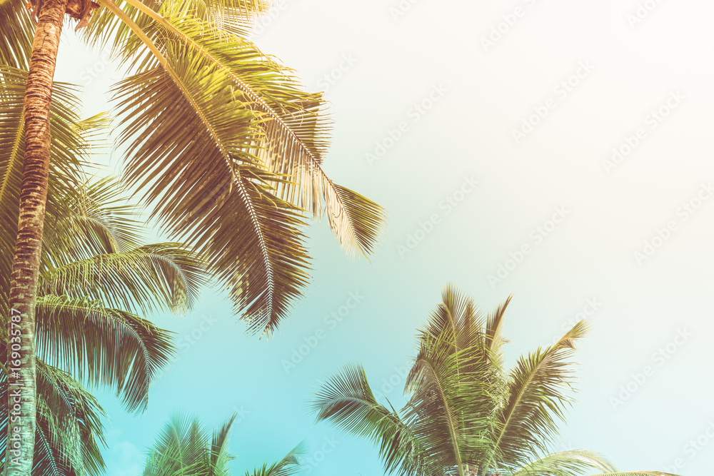 High palms on a tropical beach