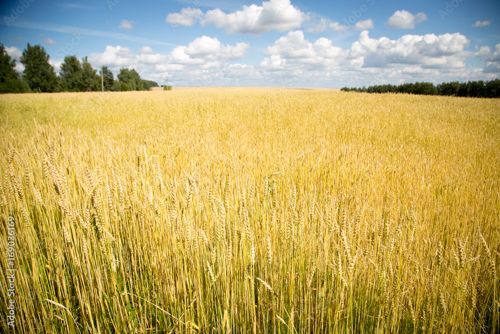 Wheat field