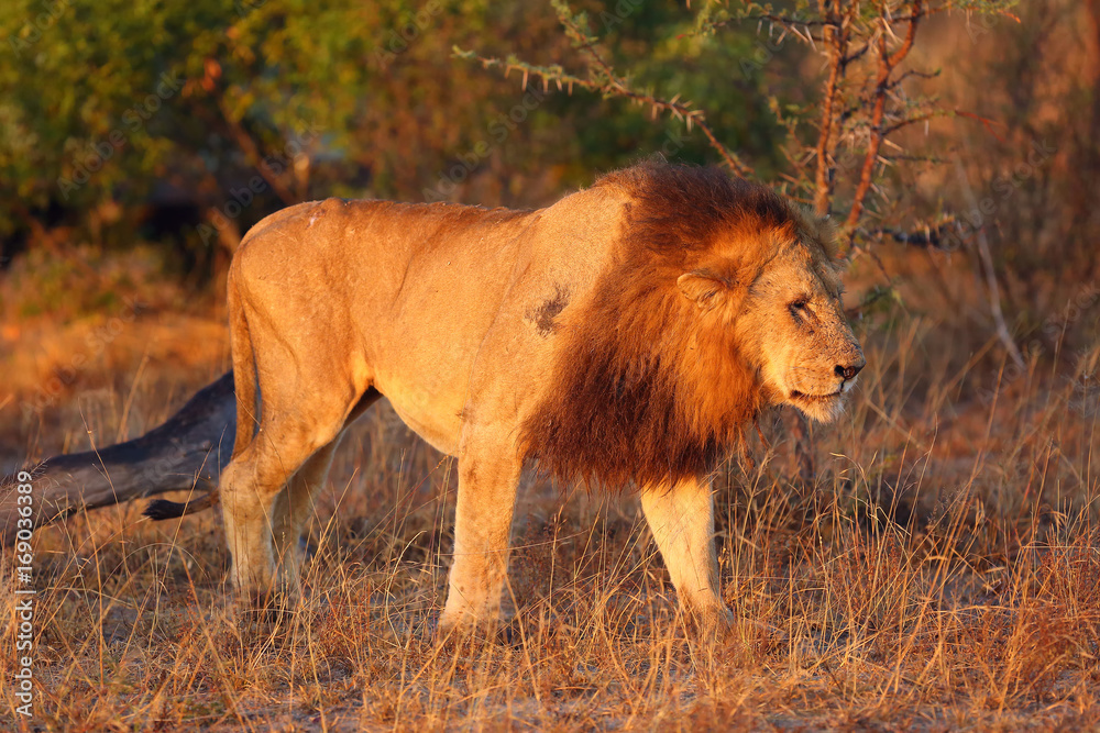 Naklejka premium The Transvaal lion (Panthera leo melanochaita) or (Panthera leo kruegeri) , big male in the morning light