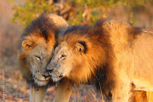 The Transvaal lion (Panthera leo melanochaita) or Panthera leo kruegeri, two males at greetings When checking the territory