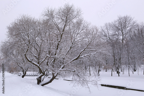 Winter is all in white. Winter in the park. Trees covered with snow. Circle all in white. © spozhoga