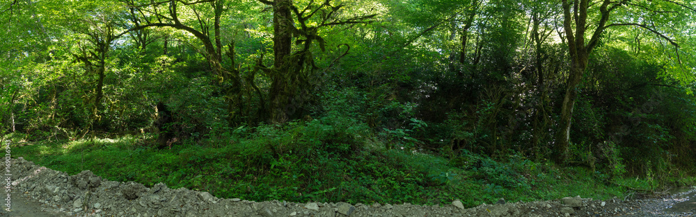 landscape in the woods landscape in the woods