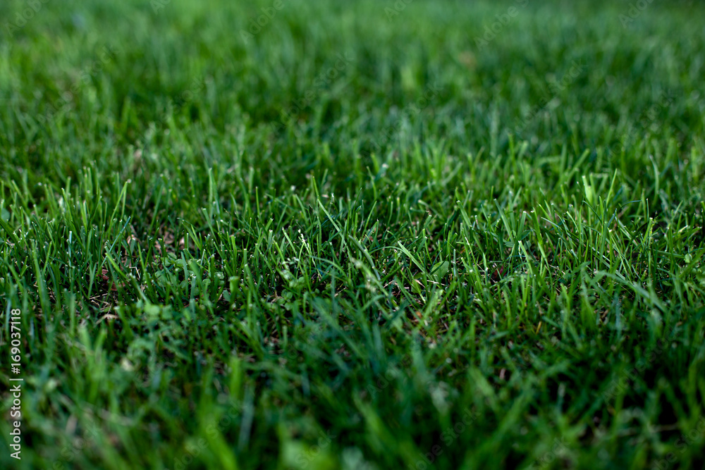 Fototapeta premium Green grass natural background