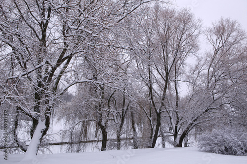 Around snow. Winter in the park. Trees covered with snow. Circle all in white.