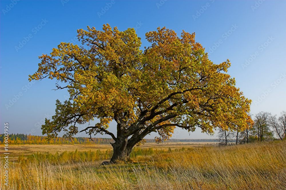 Autumn tree. Large oak. Tree with yellow leaves. Autumn tree. Large oak. Tree with yellow leaves.