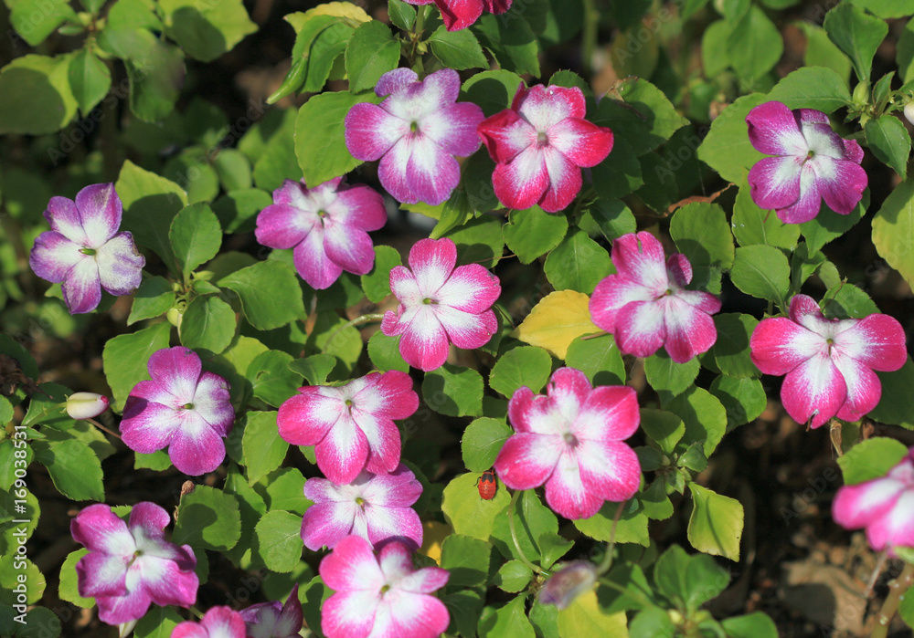 Naklejka premium Цветущий бальзамин (Impatiens walleriana)