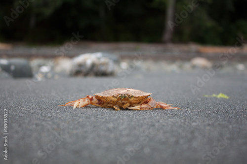 Crab Close Up on Grey Storeys Beach, Port Hardy, BC