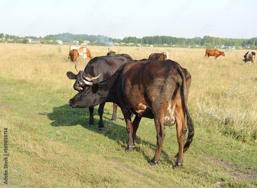 A herd of cows grazing in the field. Sunny summer day A herd of cows grazing in the field. Sunny summer day