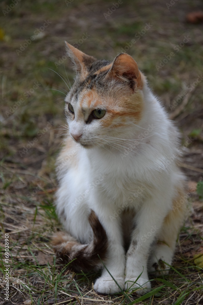 Домашние животные (Кошки)