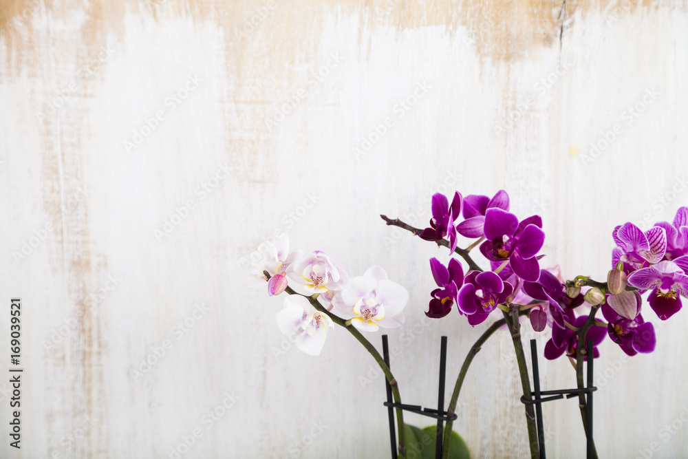 Obraz premium Orchids on a wooden background