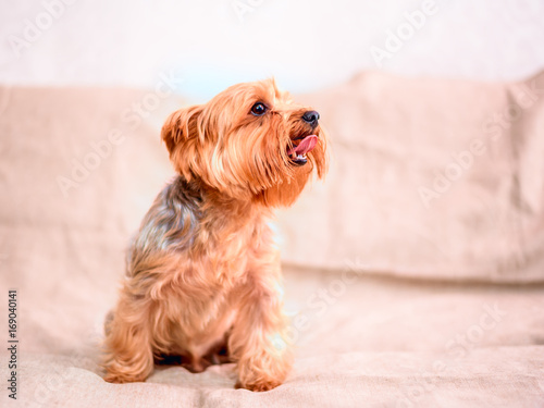 Yorkshire Terrier shows language © shymar27