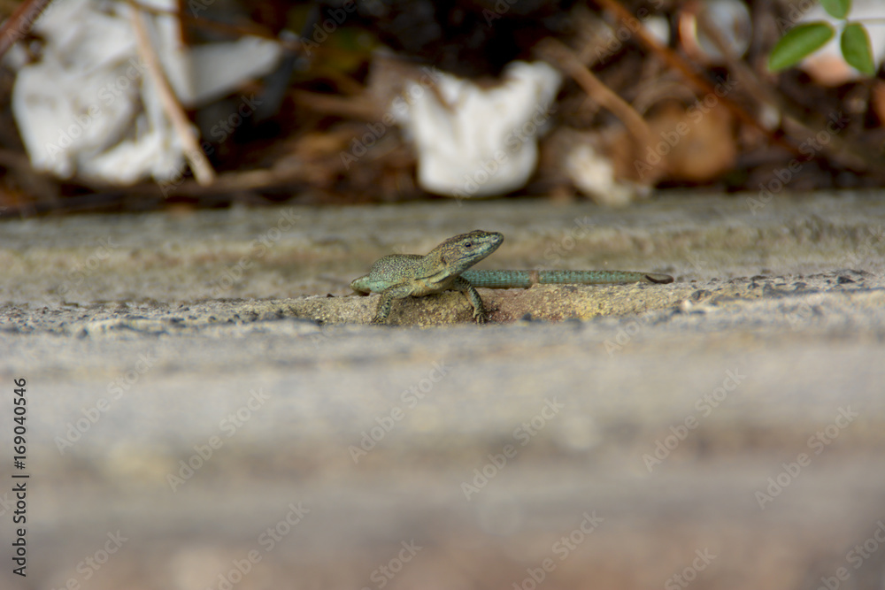 Lizard of the wall of madeira , dugesii de Teira Lizard of the wall of madeira , dugesii de Teira