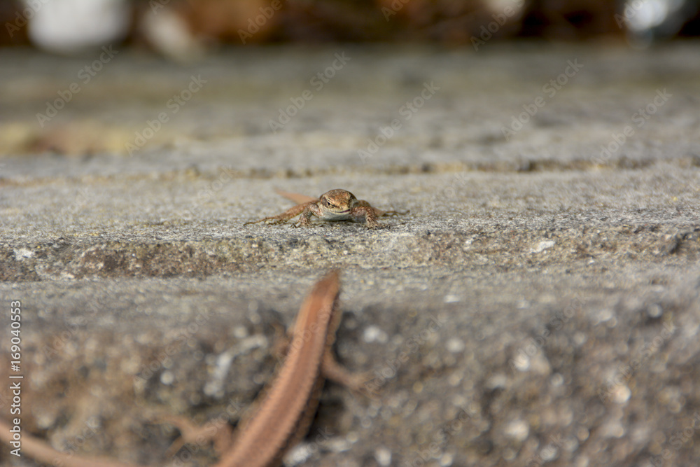 Lizard of the wall of madeira , dugesii de Teira Lizard of the wall of madeira , dugesii de Teira