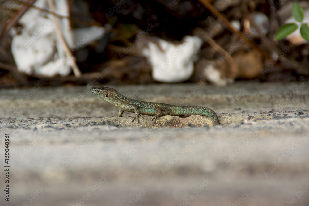Obraz premium Lizard of the wall of madeira , dugesii de Teira