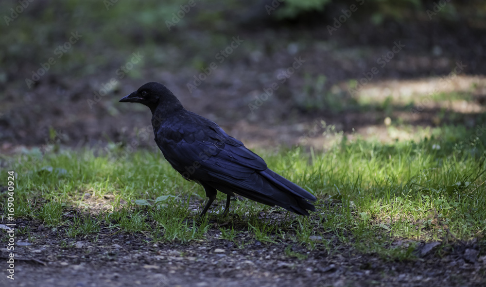 Fototapeta premium Young crow