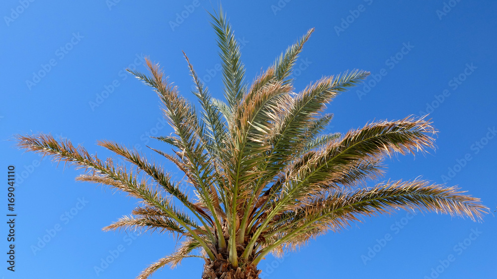 Palmenspitze