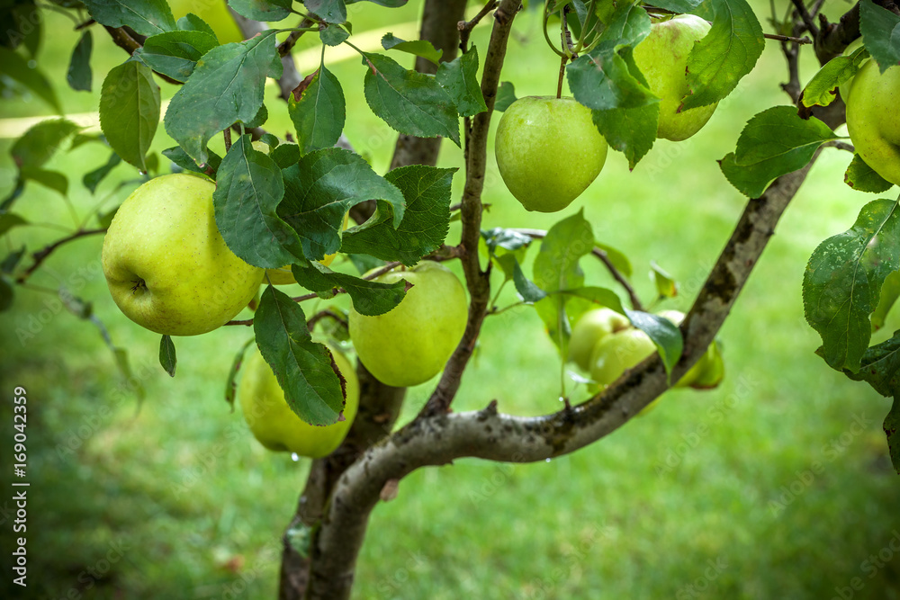Green apples tree at rain on tree in orchard with drops of water Green apples tree at rain on tree in orchard with drops of water