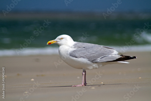 European herring gull standing on the beach