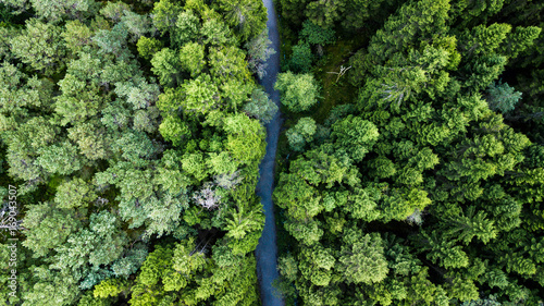 Road through forest landscape