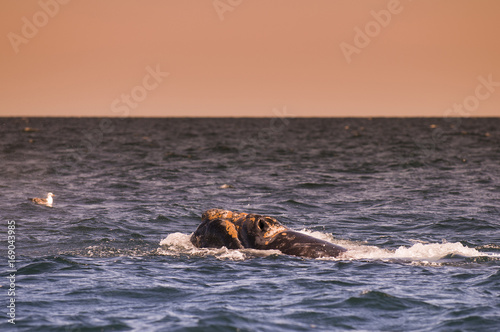 Whale Patagonia Argentina