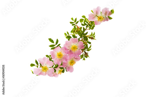 Fototapeta Naklejka Na Ścianę i Meble -  dog-rose flowers