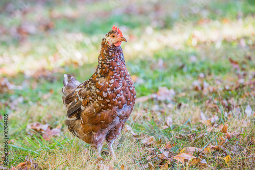 Speckled sussex hen with autumn leaves