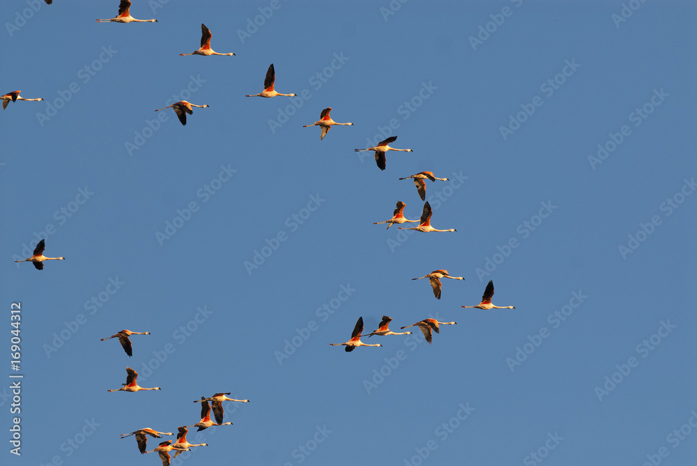 Flamingos in flight