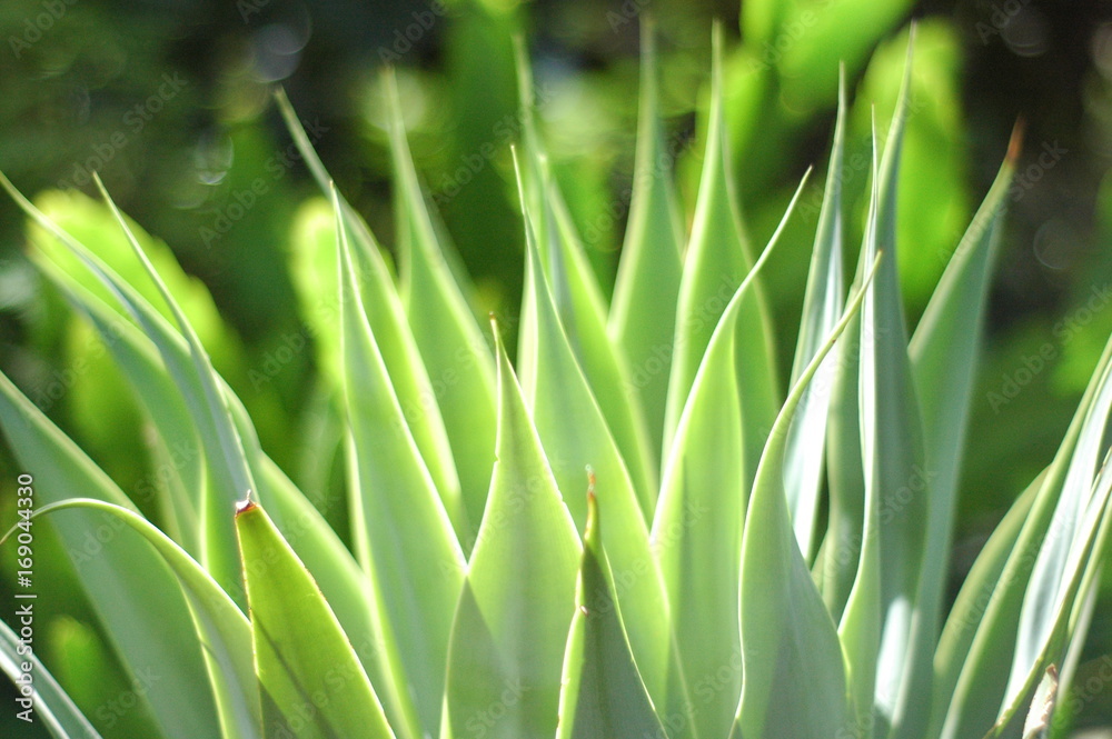 Obraz premium Plante Aloes