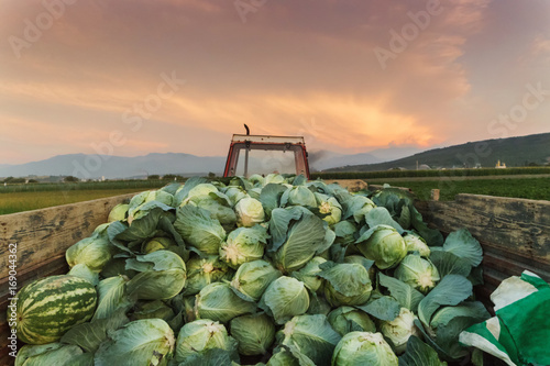 tractor charged with harvested cabbages to transport them to market photo