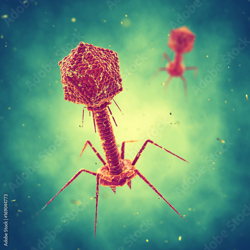 Bacteriophages are viruses  that attack bacteria and can be used as alternative to antibiotics , Infectious disease  photo