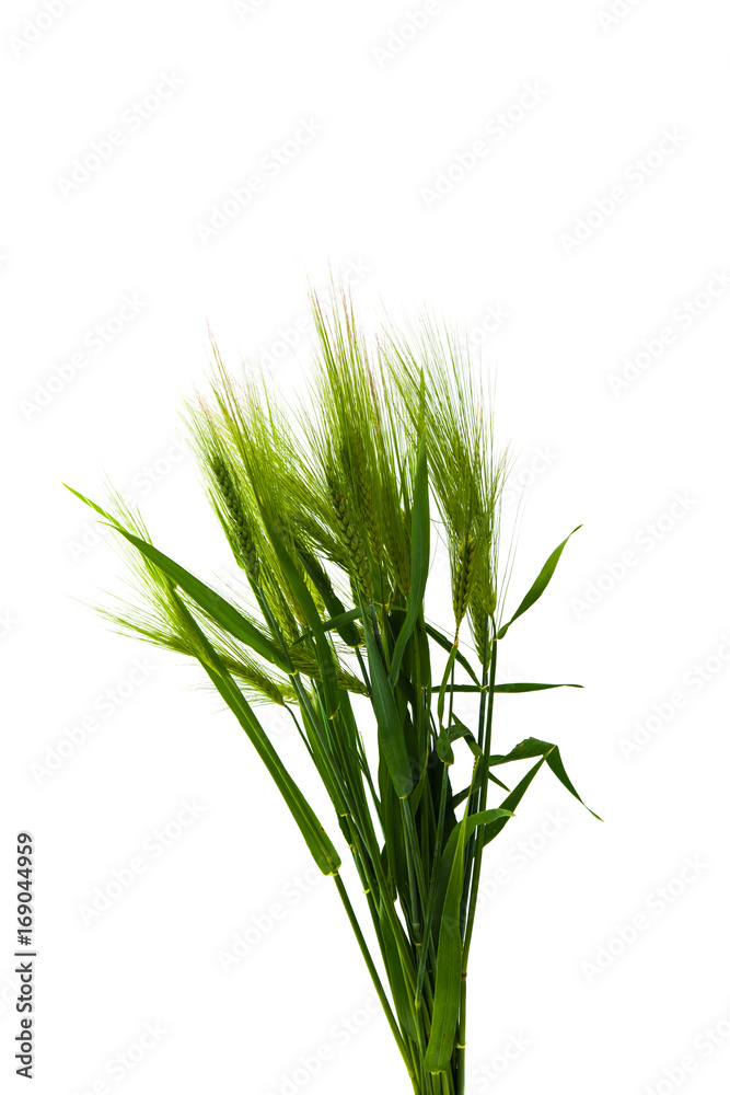 Obraz premium Green wheat