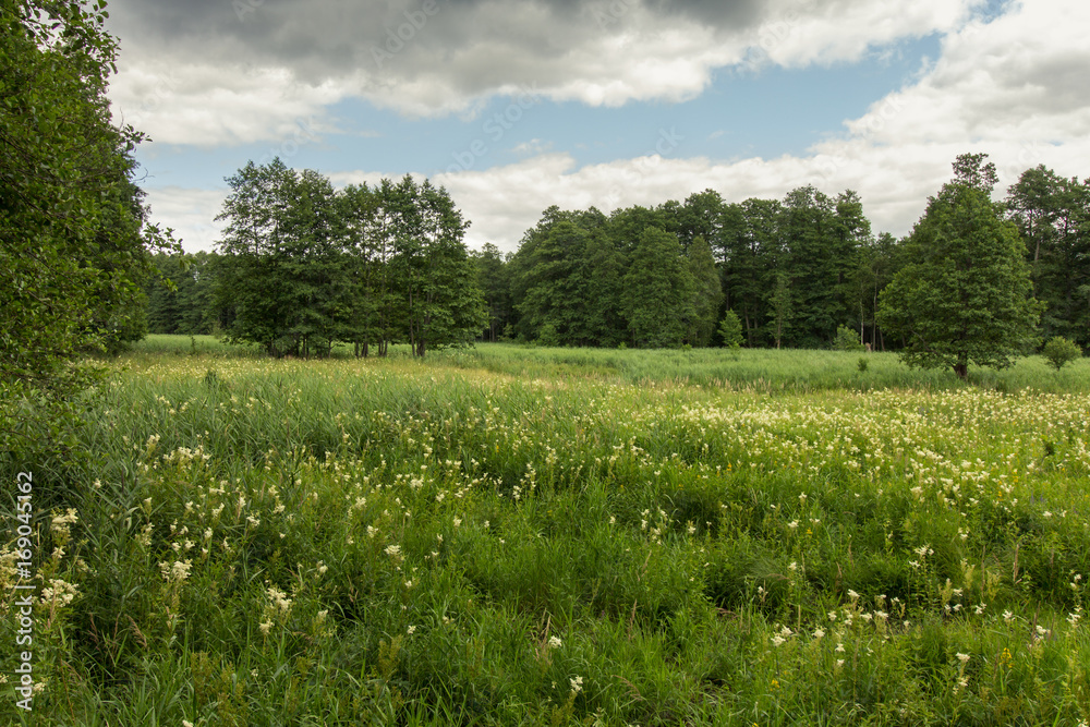 Puszcza Białowieska, dolina Narewki