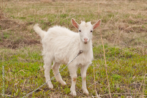 Obraz na płótnie White goatling (goat kid) at early spring pasture w salonie