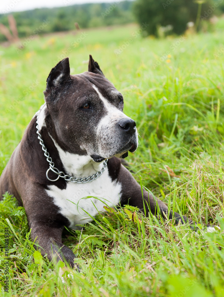 Black American Staffordshire Terrier dog outside on green grass background