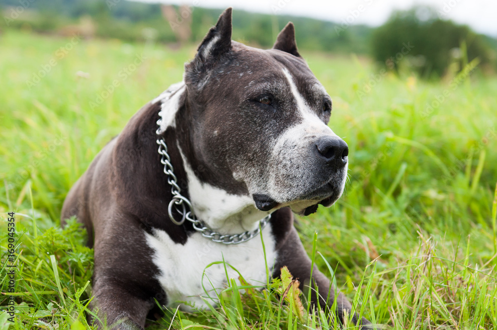 Black American Staffordshire Terrier dog outside on green grass background