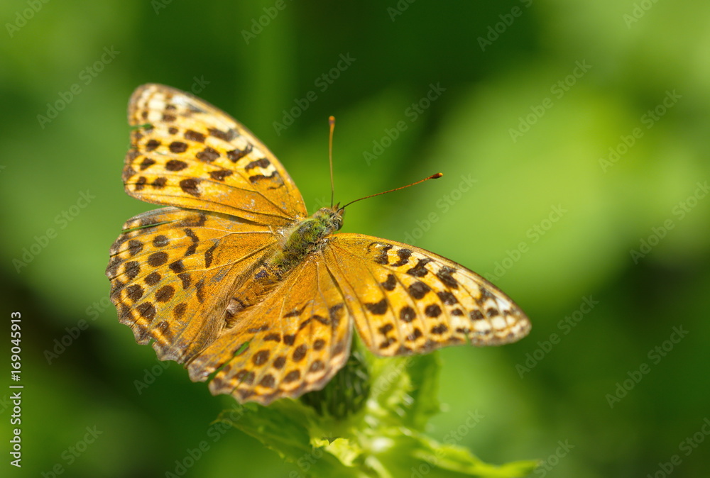 Schmetterling Kaisermantel Argynnis paphia Schmetterling Kaisermantel Argynnis paphia