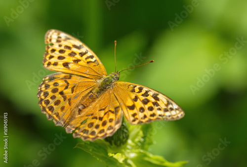 Schmetterling Kaisermantel Argynnis paphia © Schlegelfotos